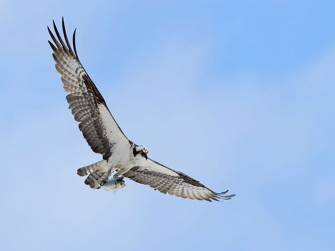 Osprey 27.jpg