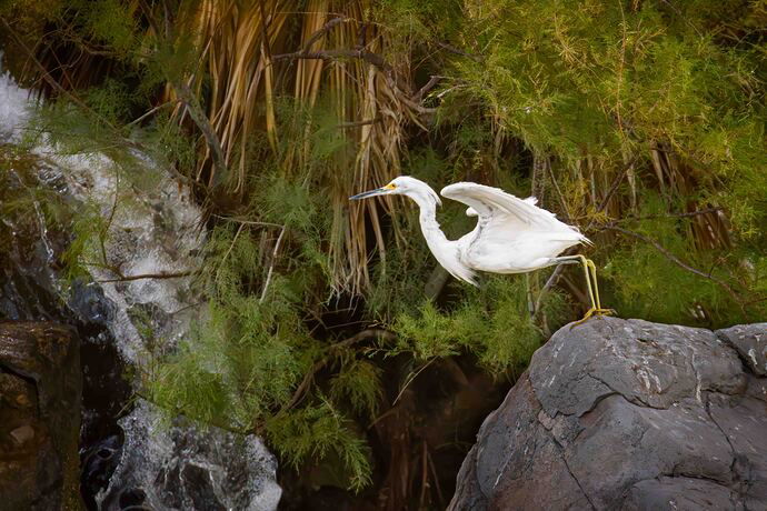 Egret c.jpg