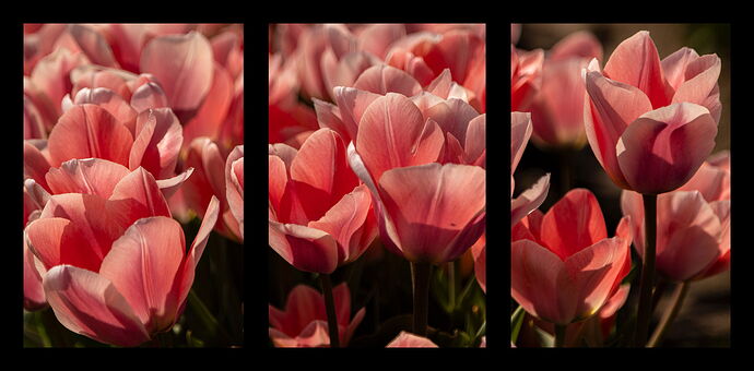 Tulip #13-NPN.jpg