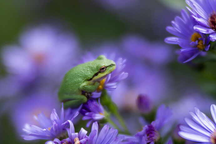 Pacific-Tree-Frog-1-Web.jpg