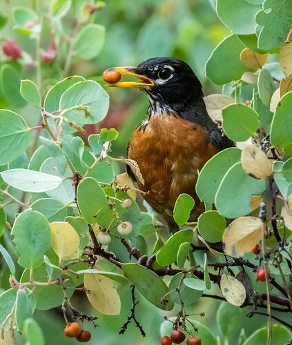Original - ROBIN.jpg