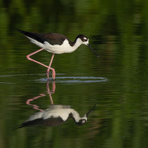 Black-necked Stilt 7.jpg