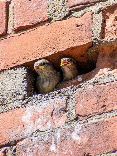 "Apartment "House"" Sparrows!