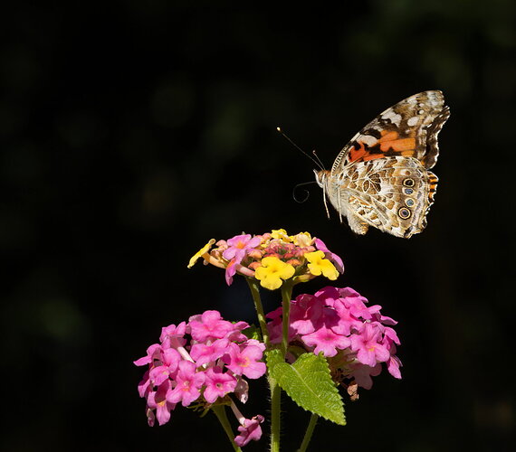 Original - Painted Lady Butterfly 11.jpg