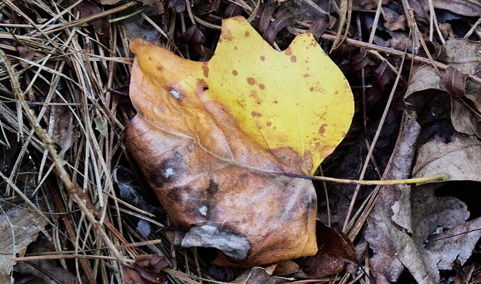 Original - 10-3-2026 Autum Leaf.jpg
