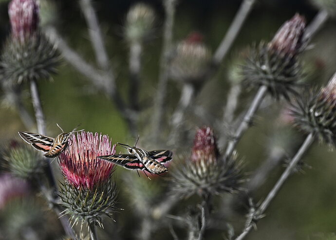 Sphinx Moths on Thistle.jpg