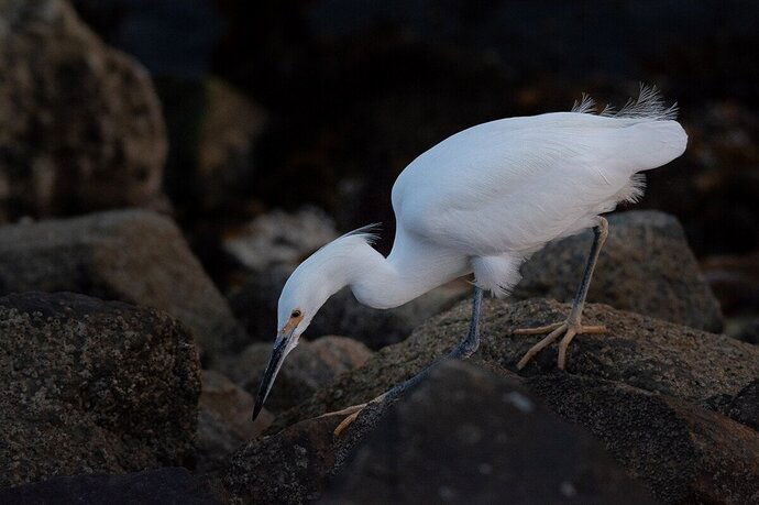 Snowy Egret  on the Rocks