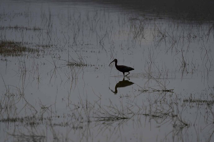 White Faced Ibis