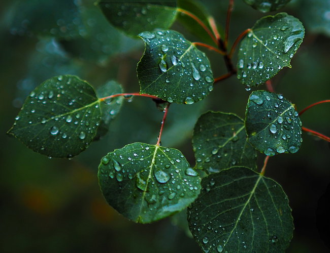 V Wet Aspen Leaves (2)