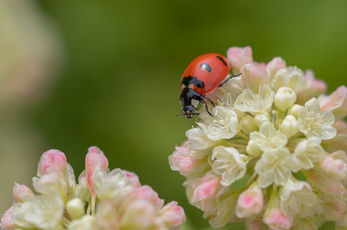 Lady Bug NWM.jpg