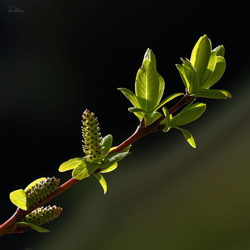20260312-_7RV9378-DappledWillow-140mm.jpg