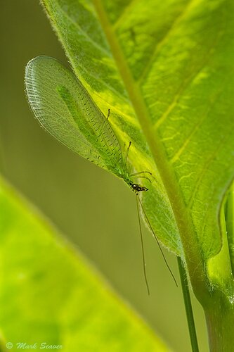 Green Lacewing