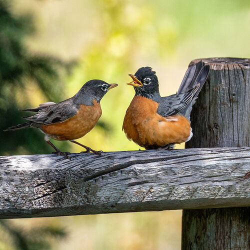 A Courting Conversation-3933.jpg