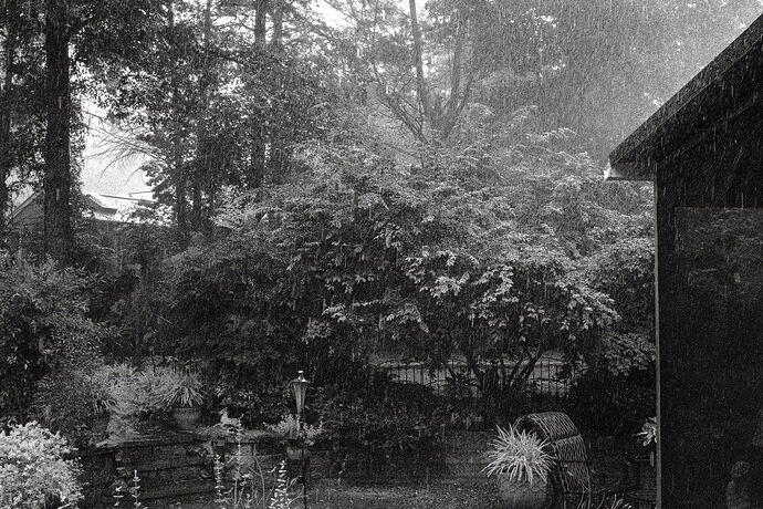 Let It Rain 2025.jpg