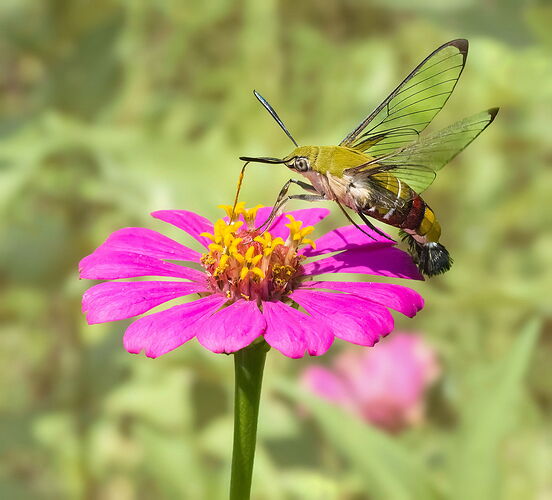 Pellucid-Hawkmoth-DM