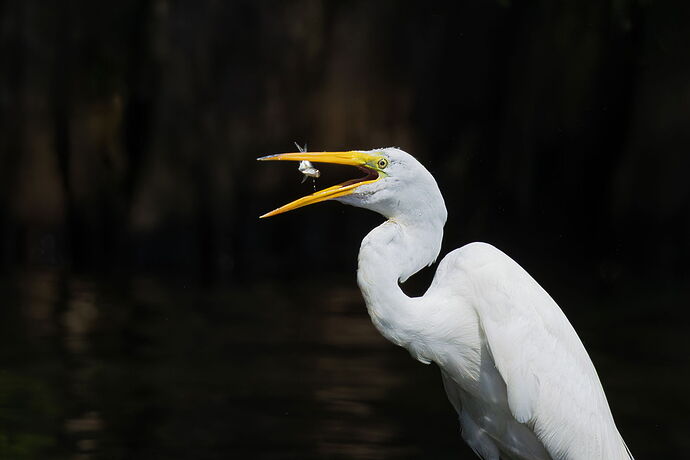 Great Egret 76.jpg