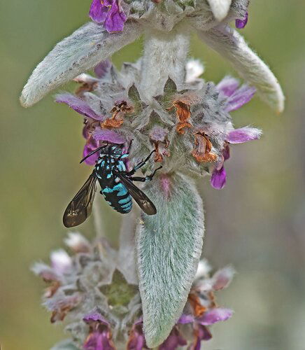 Cuckoo Bee at Lamb's Ears