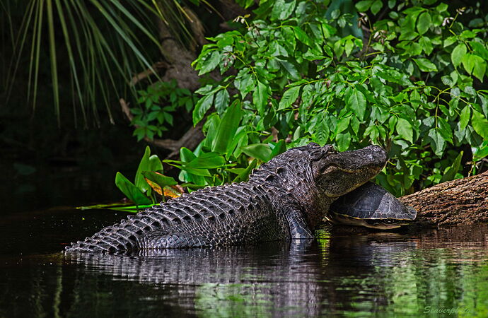 Gator & Turtle-1.jpg