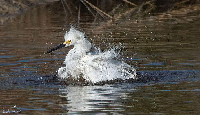 snow egret_(c) Sandy Townsend.edit