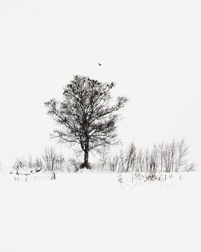 Original - Ravens in Falling Snow.jpg