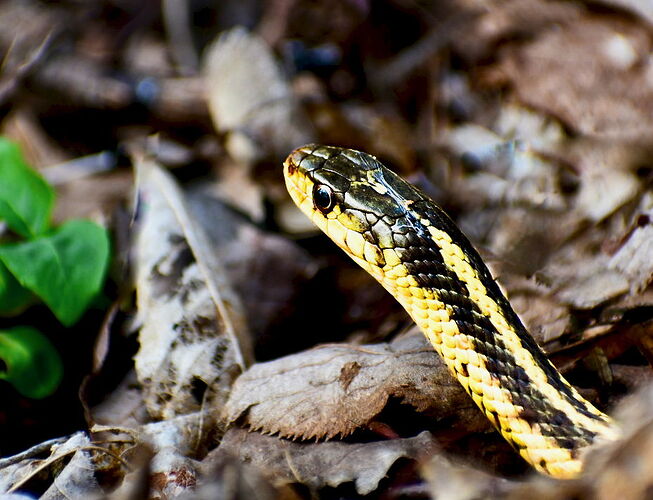 Snake