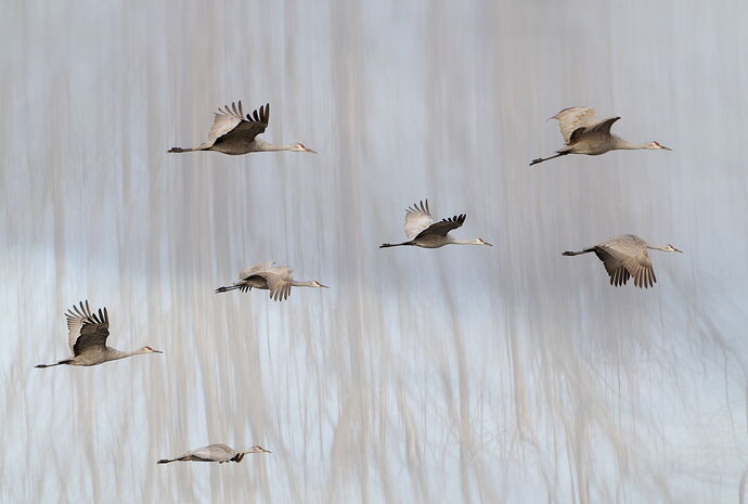 -20250108-_A1_1842-Ridgefield-ARW-Edit