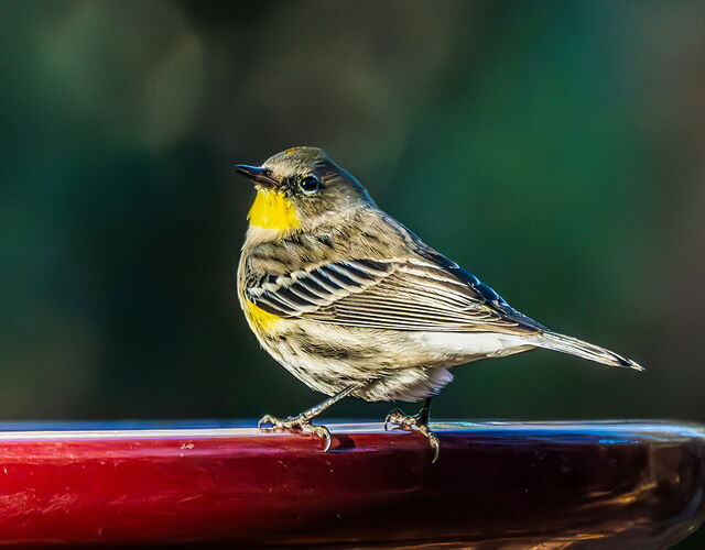 BUTTERBUTT.jpg