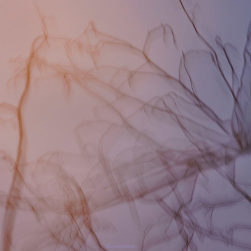 Original - Branches- rippled and reflected #1.jpg