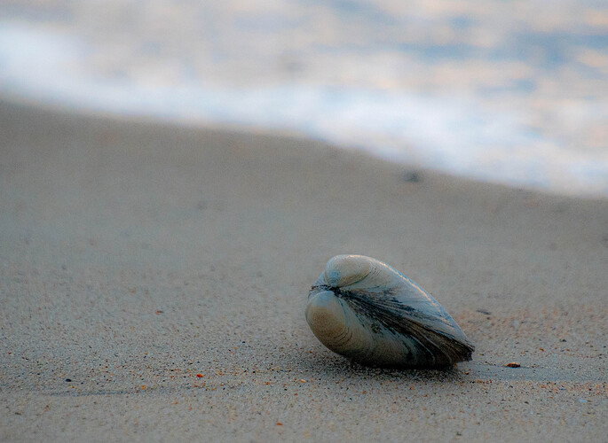 Original - Quahog.jpg