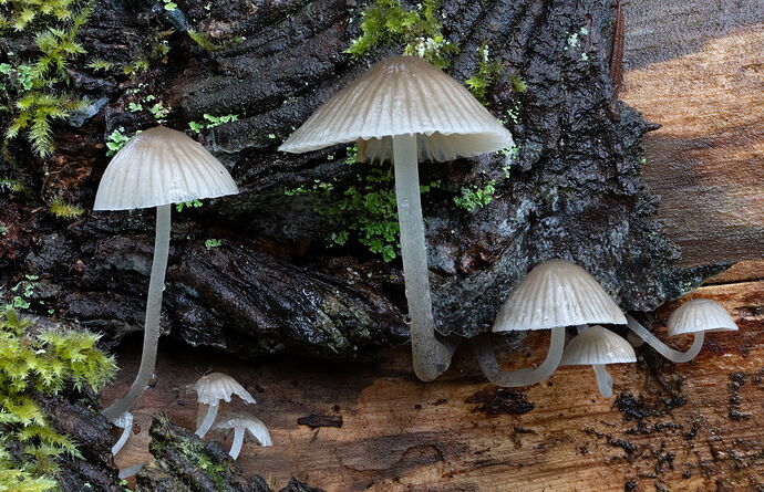 2025-11-02 10-42-27 (B,Radius8,Smoothing4)-Edit.jpg