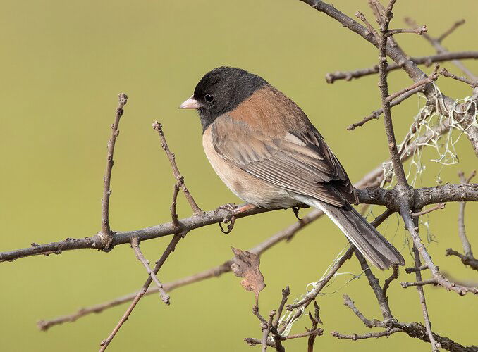 Dark-eyed Junco