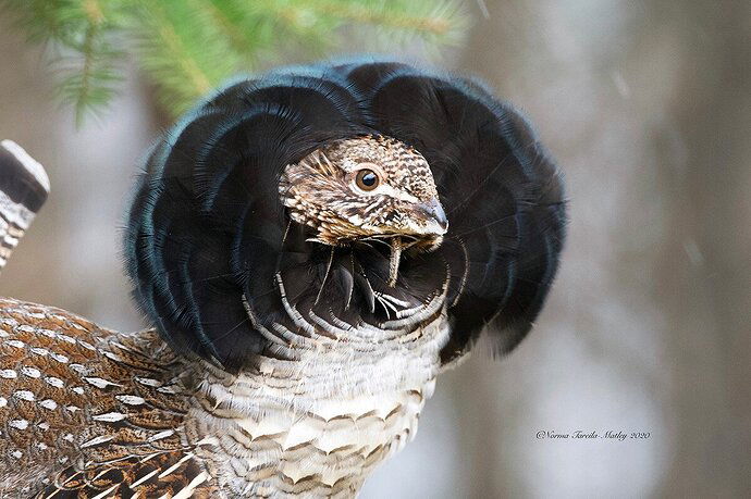 Ruffed Grouse Courtship Display