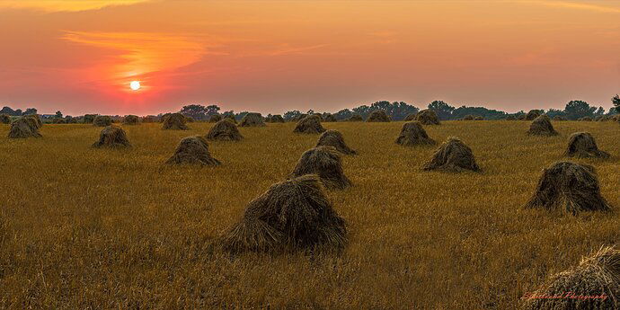 An Amish Oat Harvest