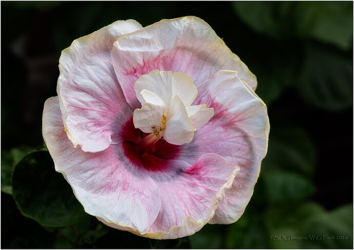 Original - Pretty-Mutant-79985A7r3-26.jpg