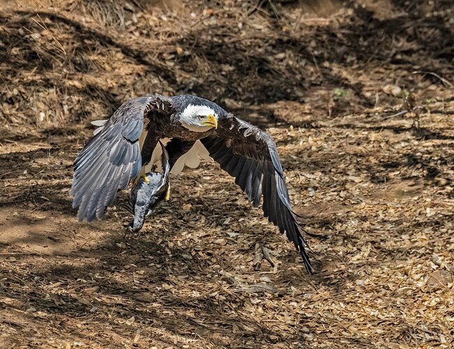 Baldy with Lunch