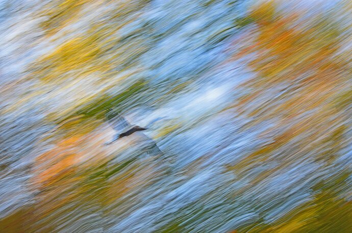 Bird at the  Speed of  Light