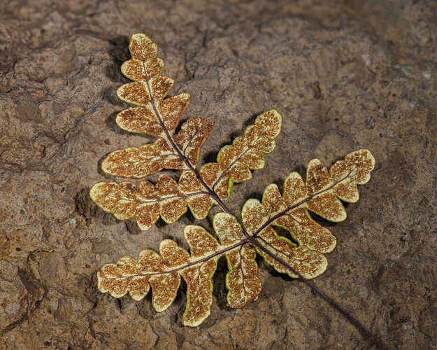 2025-11-09-09.52.36 ZS PMax-Edit-Edit