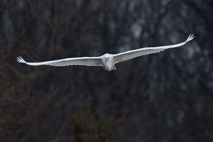GreatEgret