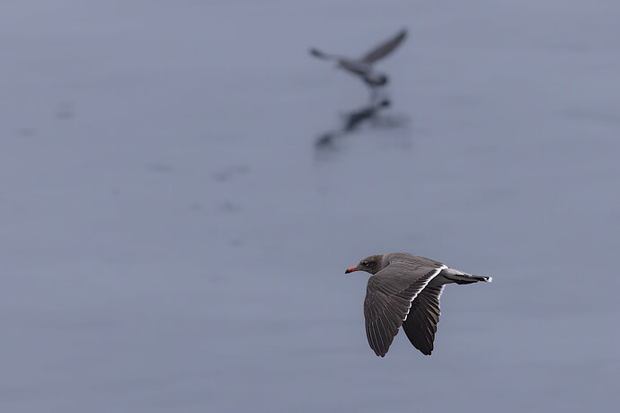 Original - Heermann's Gull--NPN.jpg