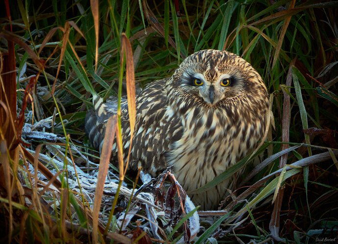 Female Northern Harrier?