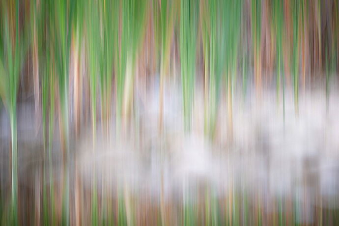 dcampbell-icm-typha-rocks-arapahoe-bend-2025-npn-2