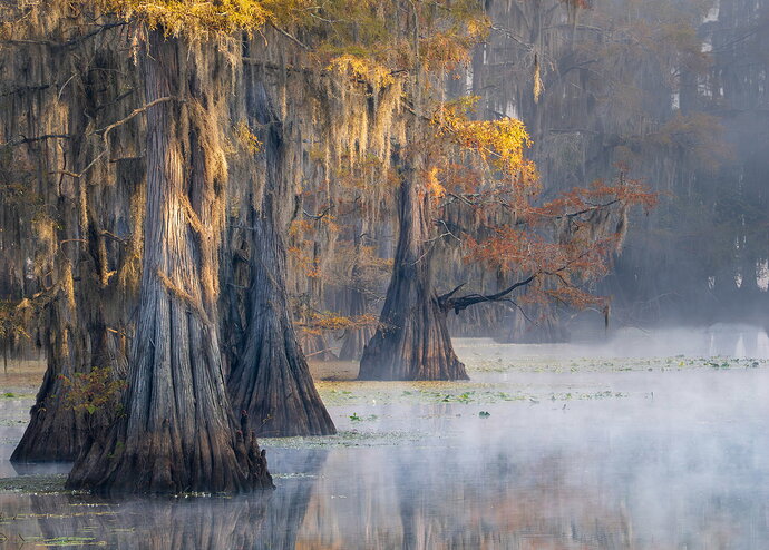 Revision 1 - dcampbell-caddo-lake-morning-fog-tx-2025-social-revised.jpg