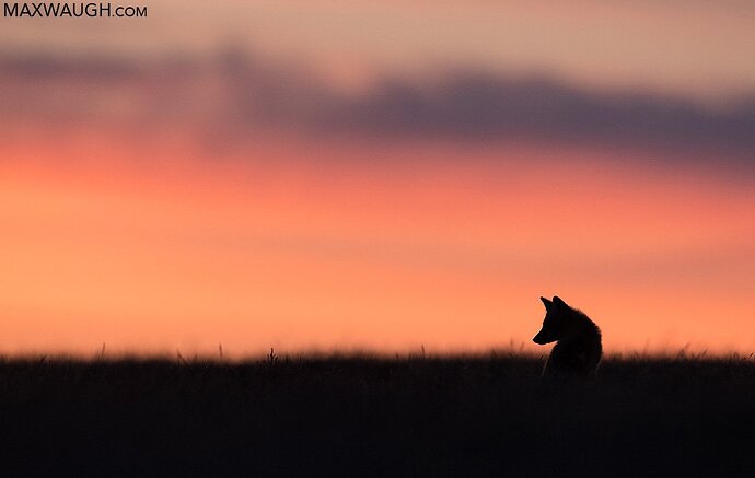 Red Fox Kit