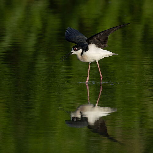 Black-necked Stilt 5.jpg