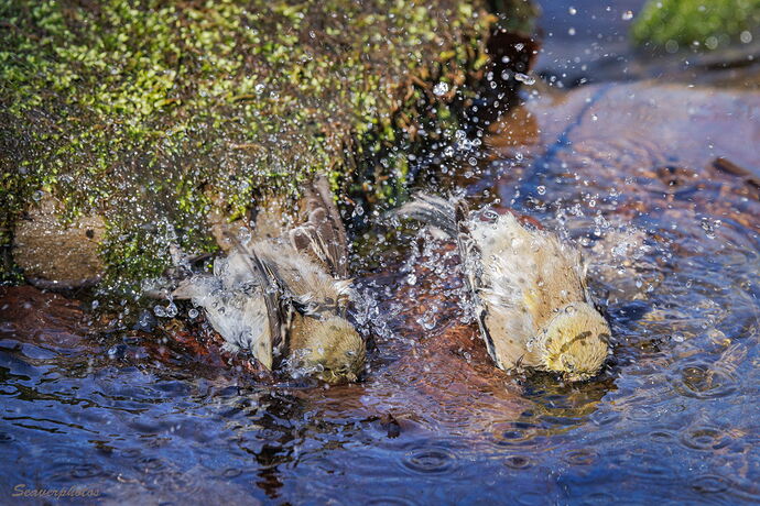 Enthusiastic Bathing, In Tandem.jpg