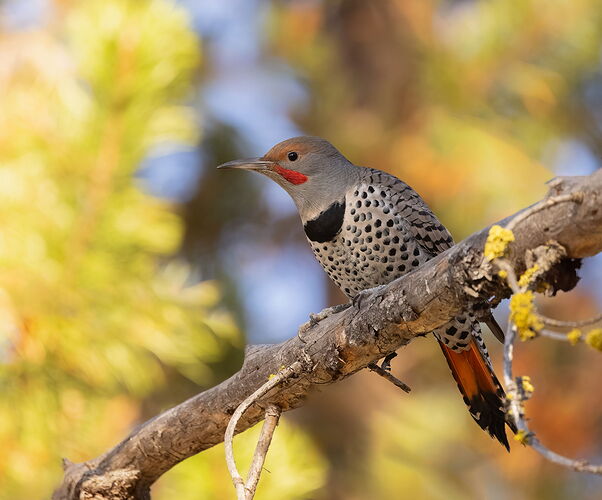 Northern Flicker-NPN.jpg