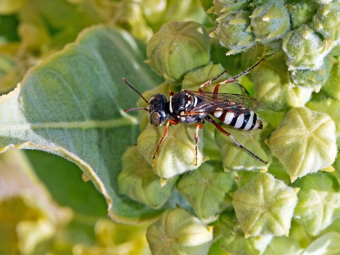 Crabronid-Wasp-Milkweed-Patch.jpg