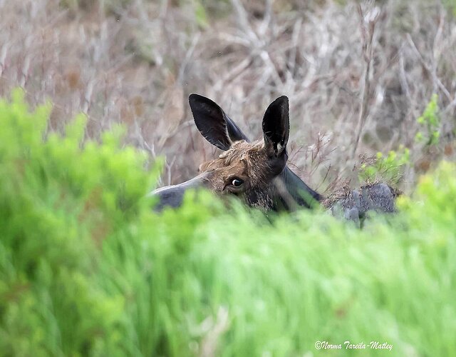 moosepeekuse-sharpened