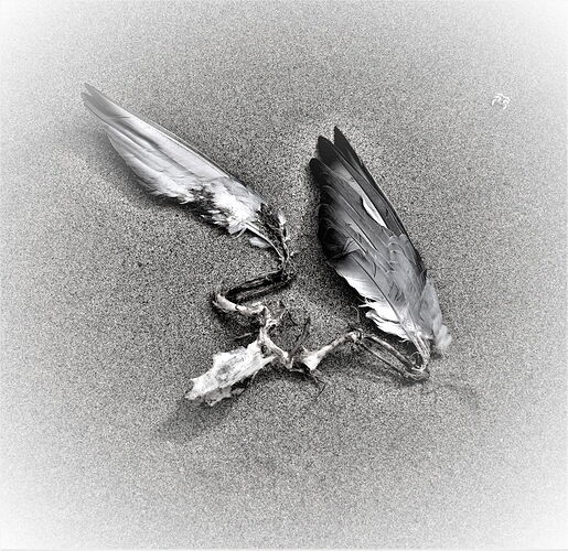 wings.JPG
