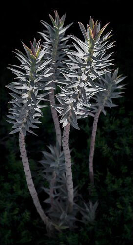 _DSC4835 Yucca Plant Maybe - Larger file - 4013x2187